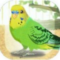 治愈的鹦鹉育成 - 安卓 经营养成